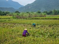 Mai Chau (Reisfelder)