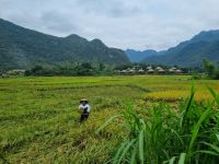 Mal Chau (Reisfelder)