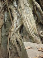 Dschungeltempel Ta Prom (1)