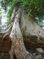 Dschungeltempel Ta Prom (11)