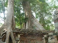 Dschungeltempel Ta Prom (15)