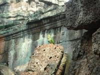 Dschungeltempel Ta Prom (16)