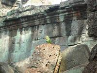 Dschungeltempel Ta Prom (17)