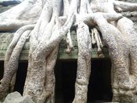 Dschungeltempel Ta Prom (25)