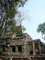 Dschungeltempel Ta Prom (6)