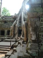 Dschungeltempel Ta Prom (8)