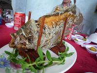 Elefantenohrfisch-Essen (5)