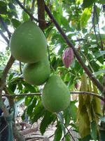 Im Mekong Delta (50)