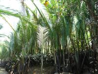 Im Mekong Delta (62)