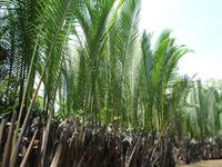 Im Mekong Delta (67)