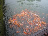 Kaiserstadt Hue (22)