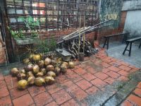 Mekong-Delta (Insel An Binh - Kokosnüsse)