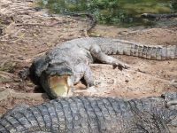 Mekong-Delta (Krokodilfarm 