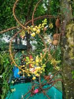 Mekong-Delta (Landschaftsschutzgebiet 