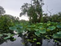 Mekong-Delta (Landschaftsschutzgebiet 