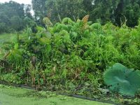 Mekong-Delta (Landschaftsschutzgebiet 