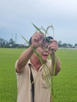 Mekong-Delta (Reiseleiter Binh)