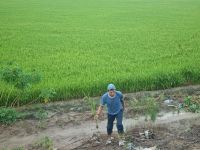 Mekong-Delta (Reisfelder)