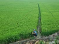 Mekong-Delta (Reisfelder)