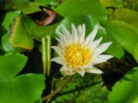 Phnom Penh (Seerose an der Silberpagode)