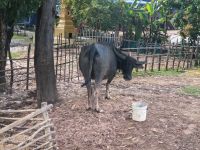 Wasserbüffel entlang des Straße zwischen Phnom Penh und Siem Reap...