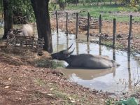 Wasserbüffel entlang des Straße zwischen Phnom Penh und Siem Reap...