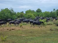 Wasserbüffel auf dem Weg von Siam Reap zu den 