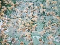 Froschfarm nahe des Dorfes Phumi Ta Prak