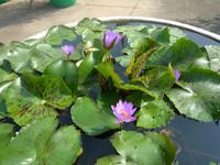 Koenigspalast Phnom Penh