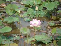 Lotus Plantage (3)