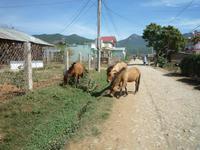 Mit dem Jepp zum Aussichtspunkt- Dorf bei Da Lat (39)