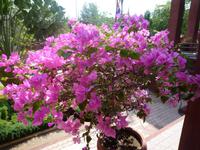 Nationalmuseum Phnom Penh (3)