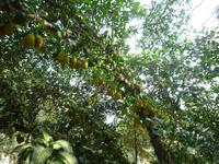 Tunnelsystem Cu Chi (5)