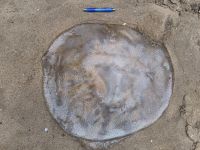 Was für eine Qualle!