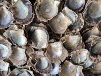 Vietnam. Perlenzucht