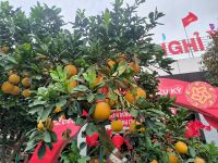 Pomelo Baum an der Raststätte