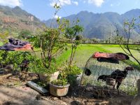 Vietnam. Kampfhähne 