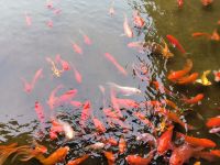 Vietnam. Emeralda Resort 