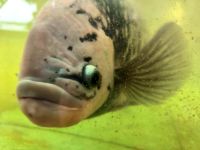 Was glotzt Du so? &ndash; &copy; Heike Jack (Eberhardt TRAVEL)