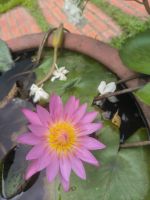 Wasserlilie &ndash; &copy; Heike Jack (Eberhardt TRAVEL)