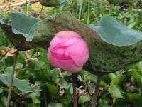 Vietnam. Lotusblume &ndash; &copy; Heike Jack (Eberhardt TRAVEL)