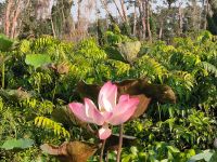 Vietnam. Lotusblüte &ndash; &copy; Heike Jack (Eberhardt TRAVEL)