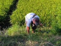 Binh im Reisfeld &ndash; &copy; Heike Jack (Eberhardt TRAVEL)