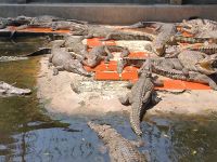 Vietnam. Krokodil-Farm  &ndash; &copy; Heike Jack (Eberhardt TRAVEL)