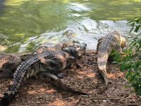 Vietnam. Krokodil - Farm &ndash; &copy; Heike Jack (Eberhardt TRAVEL)