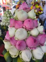 Kambodscha. Lotusblumen &ndash; &copy; Heike Jack (Eberhardt TRAVEL)