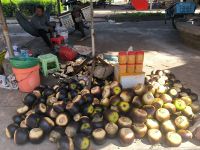 Kambodscha. Palmyra-Zucker-Pflanzen &ndash; &copy; Heike Jack (Eberhardt TRAVEL)