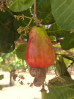 Kambodscha. Cashewnuss-Frucht &ndash; &copy; Heike Jack (Eberhardt TRAVEL)