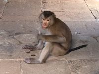 Affe mag Seife nuckeln &ndash; &copy; Heike Jack (Eberhardt TRAVEL)