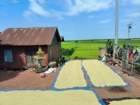 Kambodscha. Hier wird Reis getrocknet &ndash; &copy; Heike Jack (Eberhardt TRAVEL)
